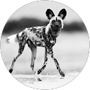 Sabelo ngc profile picture